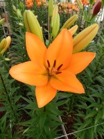 [5101 Montale VH No02.JPG]